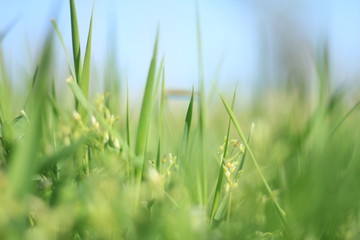 Green grass background