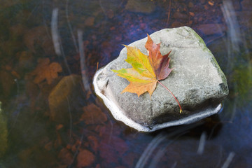 Autumn Leaf in Flowing River