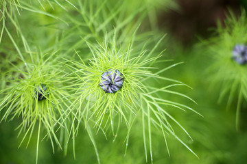 Jungfer im Gr&uuml;nen - Nigella damascena