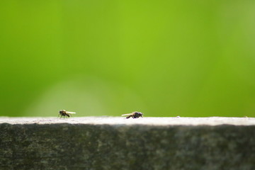 flies on a fence