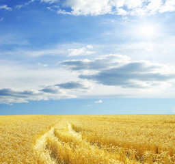 Wheat field and blue sky with sun