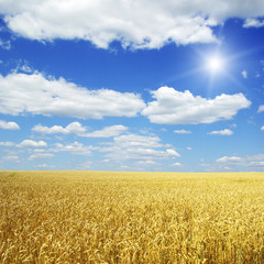 Wheat field and blue sky with sun