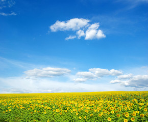 Obraz premium field of sunflowers and blue sun sky
