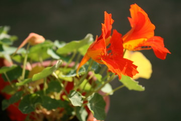 Kr&auml;uter und Bl&uuml;ten