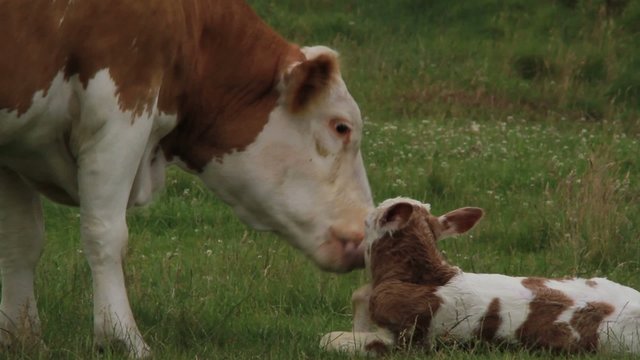 Mutterkuh leckt Kalb