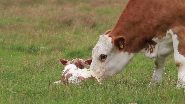 Mutterkuh mit Kalb