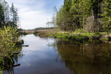 sunny tourist trail in the woods in spring
