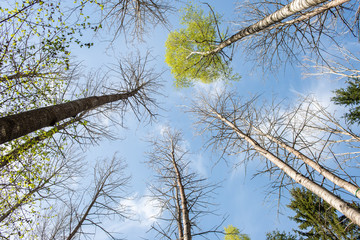 Trees in the forest - the crown of leaves against the sky
