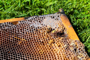 Image in close-up of a honeycomb on a grass