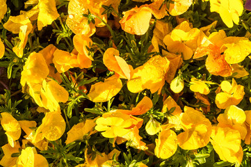 żółte tło kwiaty
