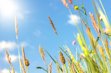 Frühlingsgräser im Sonnenlicht