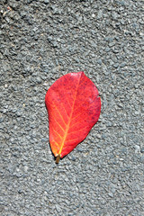 red leaf on road