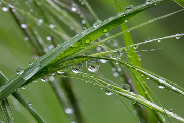 Glasklare Tropfen am Gras