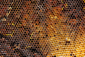 Image of a honeycomb in close-up