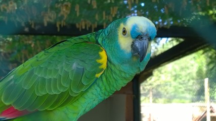 Amazone, Papagei, grün