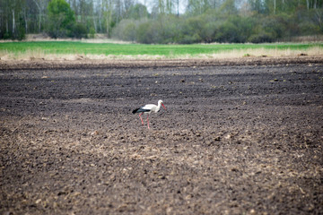 wild stork in the meadow