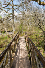 sunny tourist trail in the woods in spring