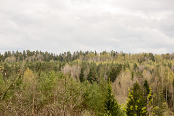 panoramic view of misty rain forest