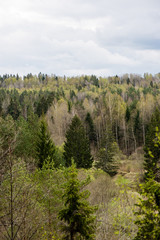 panoramic view of misty rain forest
