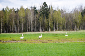 Obraz na płótnie Canvas wild goose in the meadow