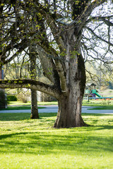 forest details in spring