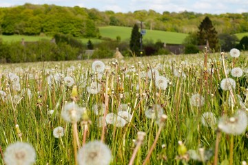 Obraz premium Spring Summer Meadow