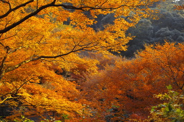 Kiyomizudera 