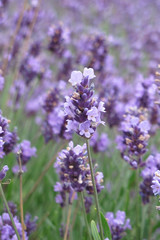 Fototapeta premium flowers of levander