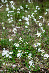 spring flowers on green