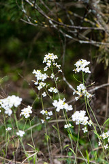 spring flowers on green