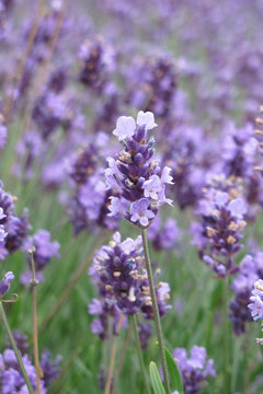 flowers of levander