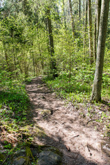 Fototapeta premium sunny tourist trail in the woods in spring