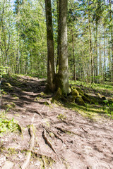 sunny tourist trail in the woods in spring