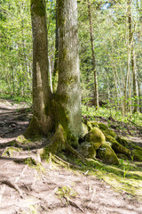 sunny tourist trail in the woods in spring