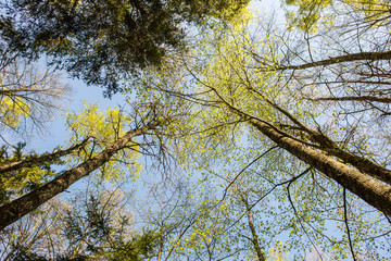 Trees in the forest - the crown of leaves against the sky