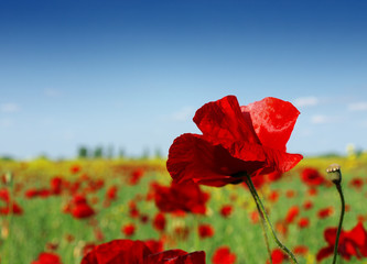 red poppy and wild flowers