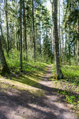 Fototapeta premium sunny tourist trail in the woods in spring
