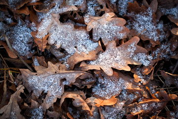 Autumn Leaves
