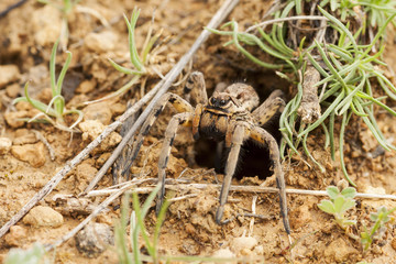 Wolf spider ( Lycosa tarantula ) . leaving home