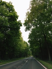 Obraz premium Landstraße führt durch Wald