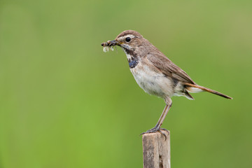 Bluethroat