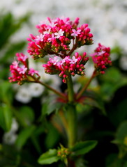 ウスベニカノコソウ