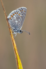 Northern Blue Portrait, butterfly, blue butterfly