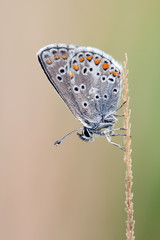 Obraz premium Northern Blue Portrait, butterfly, blue butterfly