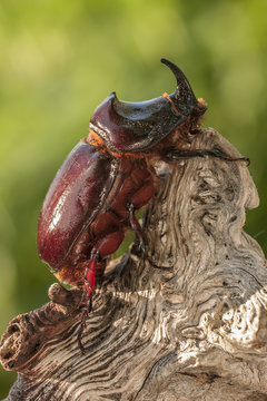 European rhinoceros beetle perched on a log