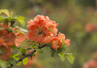 quince, shrub, flower