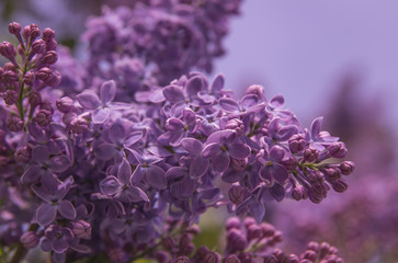 lilacs, flowering, spring