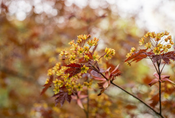 maple tree