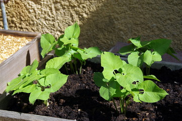 carré potager