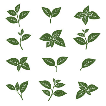 Green tea leaf collection set. Vector